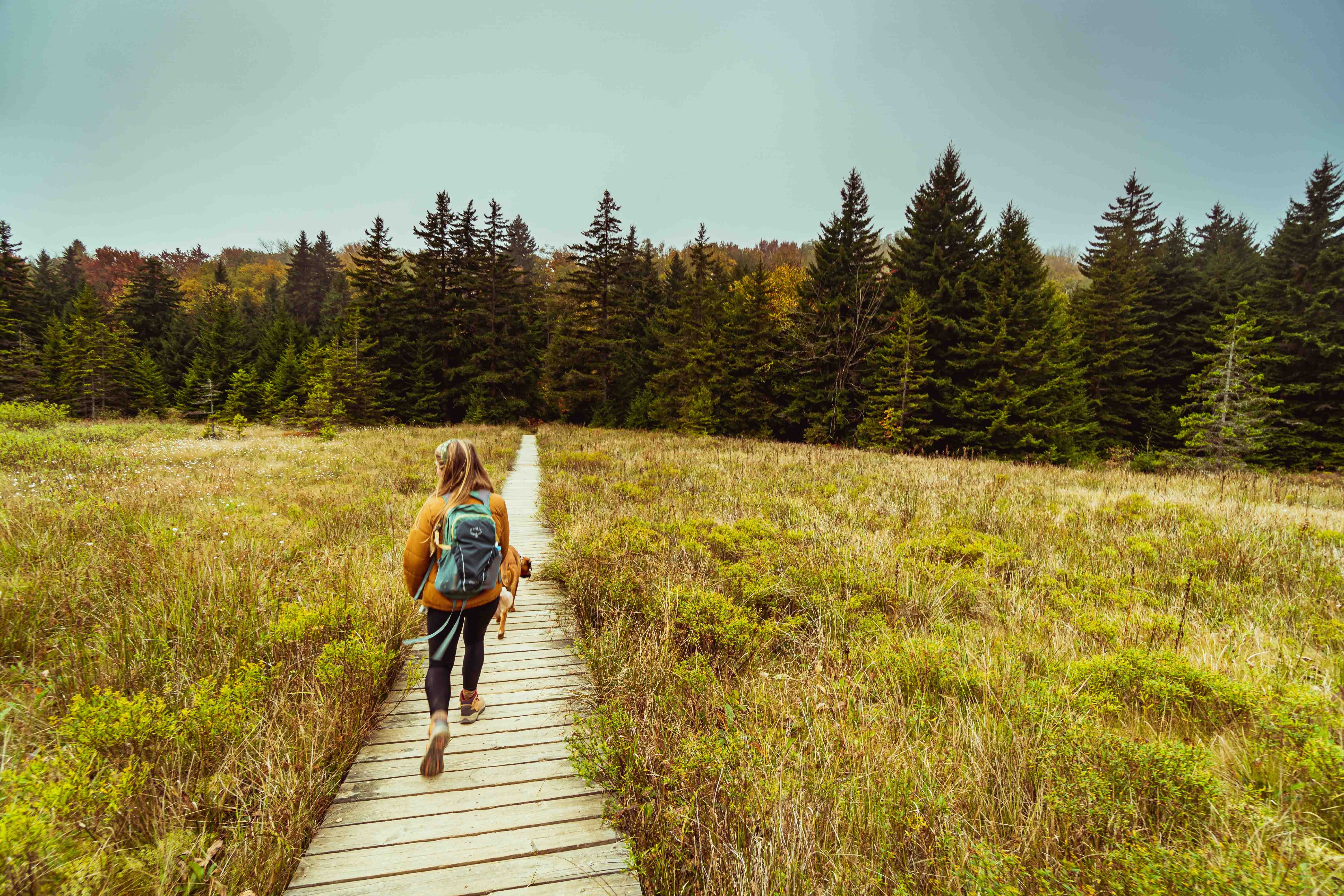 Dolly Sods Wilderness